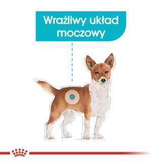 ROYAL CANIN Mini Urinary Care CCN - sucha karma dla psa - 3kg (WYPRZEDAŻ)