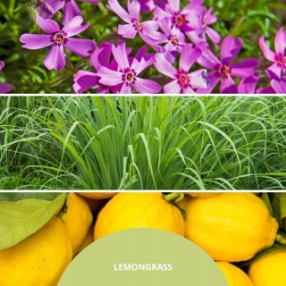 Pałeczki zapachowe 250ml LEMON GRASS MILLEFIORI