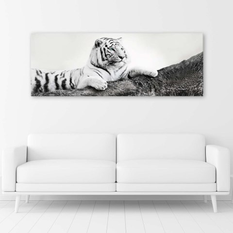 Obraz na płótnie, Tygrys Zwierzeta Natura - 120x40