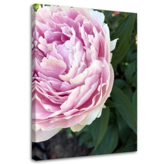 Obraz na płótnie, Różowa piwonia makro - 60x90