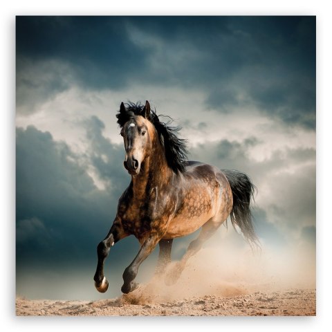 Obraz na płótnie, Galop konia - 50x50