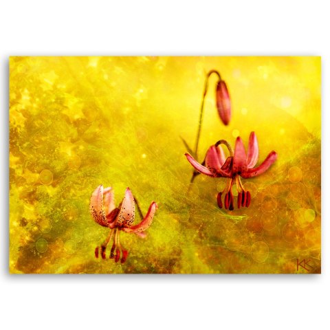 Obraz na płótnie, Zwiędłe tulipany kwiaty - 120x80
