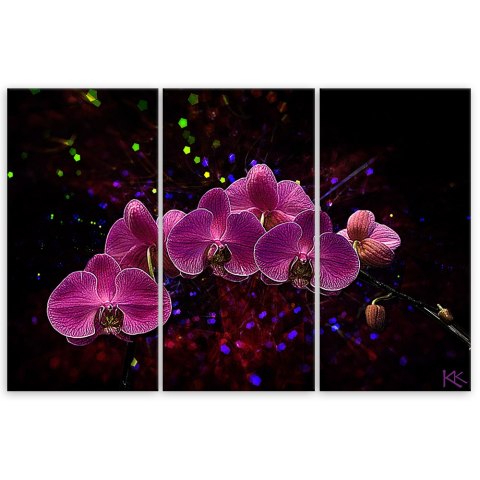 Obraz trzyczęściowy na płótnie, Orchidea na ciemnym tle - 60x40