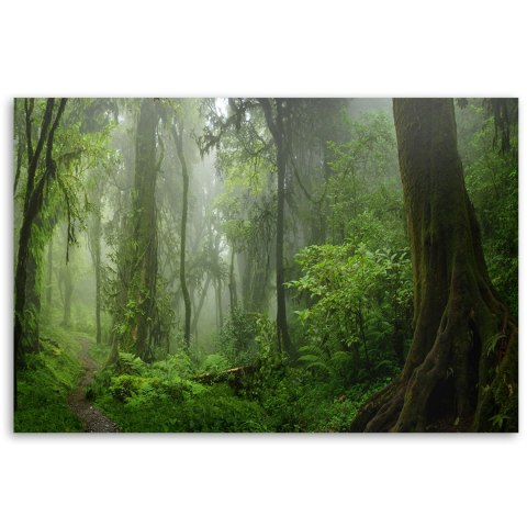 Obraz na płótnie, Tropikalny las dżungla - 60x40
