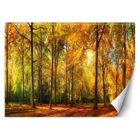 Fototapeta, Jesienny las - 350x245