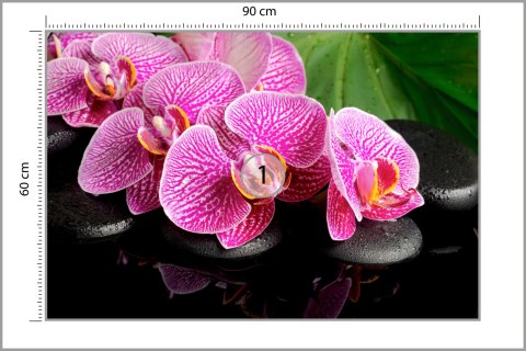 Fototapeta Orchidea Spa