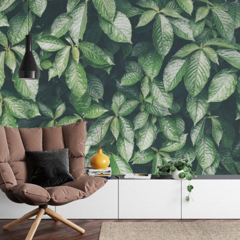 Fototapeta Liście Natura