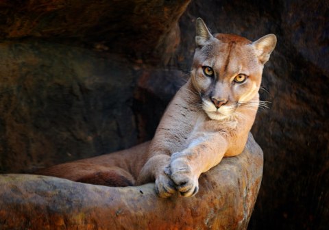 Obraz Na Płótnie Puma W Naturalnym Środowisku