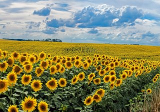 Obraz Na Płótnie Letni Krajobraz Ze Słonecznikami