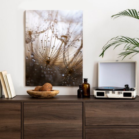 Plakat Dmuchawiec Z Kroplami Rosy