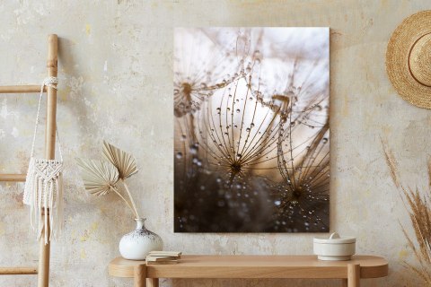 Plakat Dmuchawiec Z Kroplami Rosy