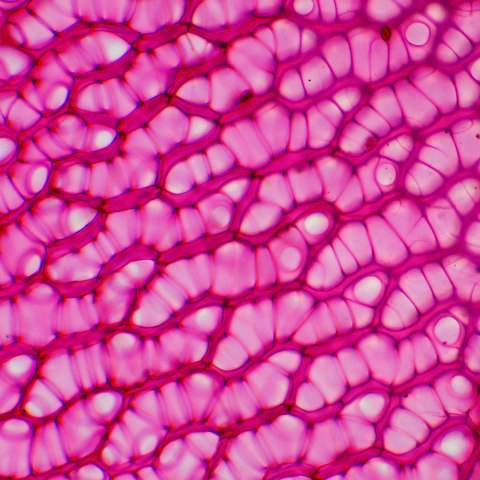 Mikroskop biologiczny MAGUS Bio 230BL