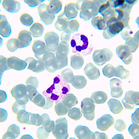 Mikroskop biologiczny MAGUS Bio 230TL