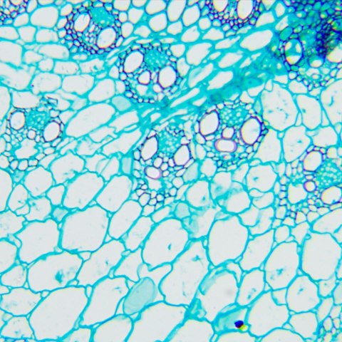 Mikroskop biologiczny MAGUS Bio 240B
