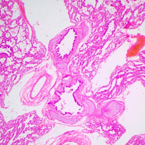 Mikroskop biologiczny MAGUS Bio 240B