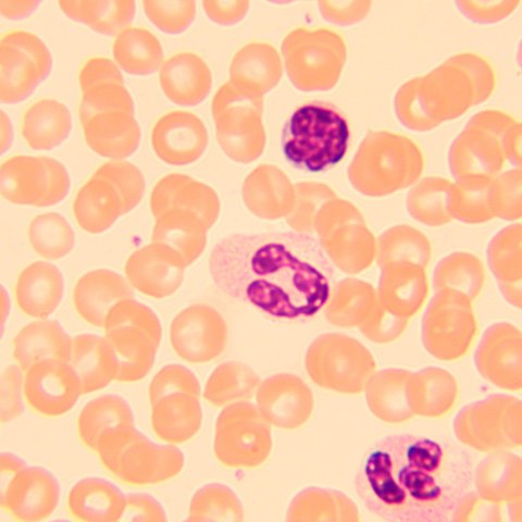 Mikroskop biologiczny MAGUS Bio 250B