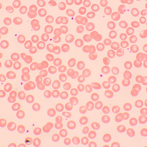 Mikroskop biologiczny MAGUS Bio 250TL