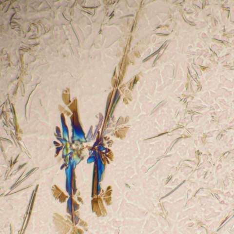 Mikroskop biologiczny MAGUS Bio 290T