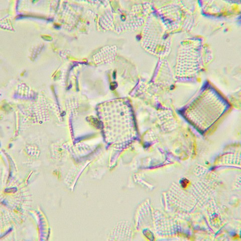 Mikroskop biologiczny MAGUS Bio 290T