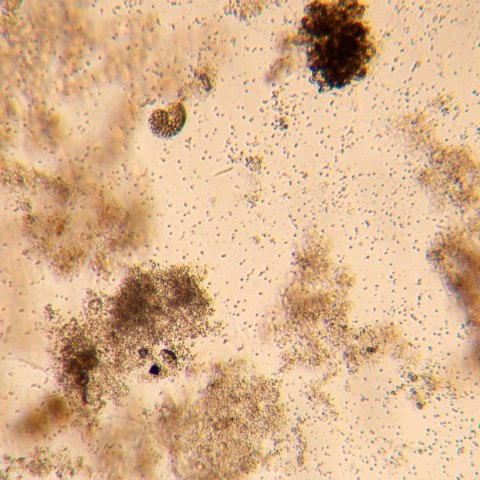 Odwrócony mikroskop biologiczny cyfrowy MAGUS Bio VD350 LCD