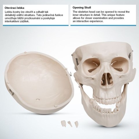 Szkielet anatomii człowieka 181,5 cm