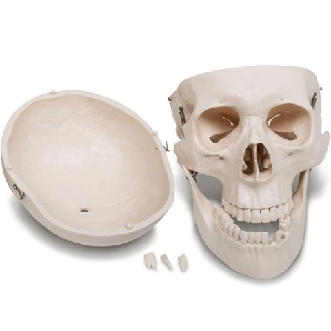 Szkielet anatomii człowieka 181,5 cm
