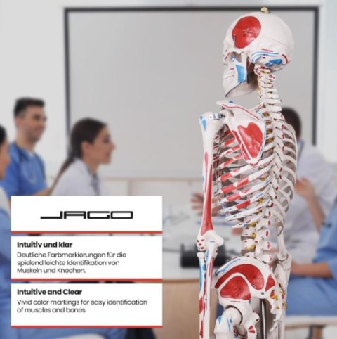 Jago - anatomiczny szkielet z mięśniami, ścięgnami i plakat