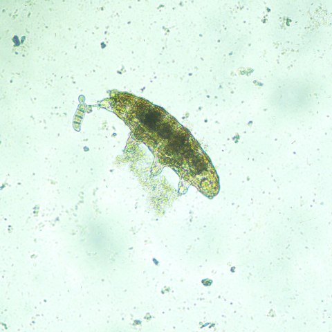Odwrócony mikroskop biologiczny сyfrowy MAGUS Bio VD300