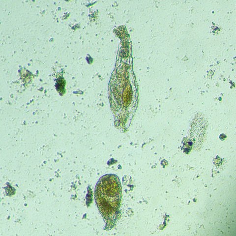 Odwrócony mikroskop biologiczny сyfrowy MAGUS Bio VD300