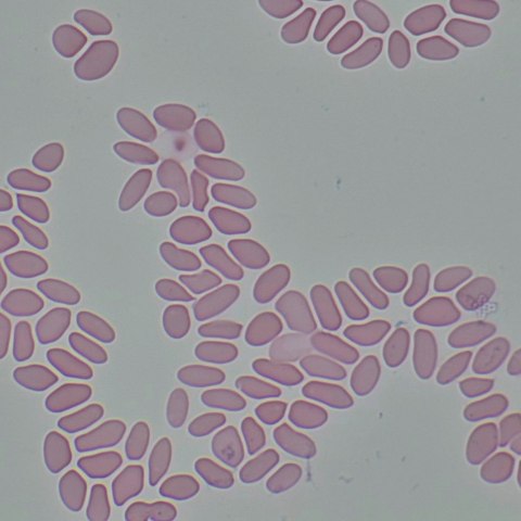 Cyfrowy mikroskop biologiczny MAGUS Bio D290T LCD